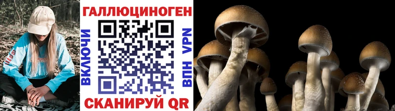 блэк спрут как зайти  Касли  Псилоцибиновые грибы мицелий 